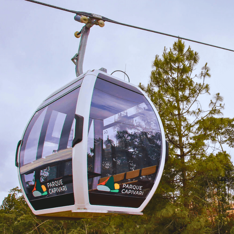cida-turismo-florada-das-cerejeiras-2026-1