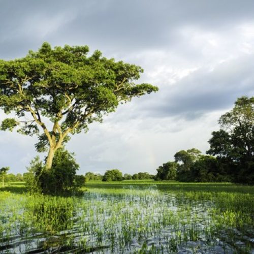 pantanal-brasileiro
